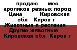 продаю 3-4 мес кроликов разных пород › Цена ­ 700 - Кировская обл., Киров г. Животные и растения » Другие животные   . Кировская обл.,Киров г.